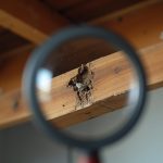 Schädlingsbefall in Immobilien frühzeitig erkennen